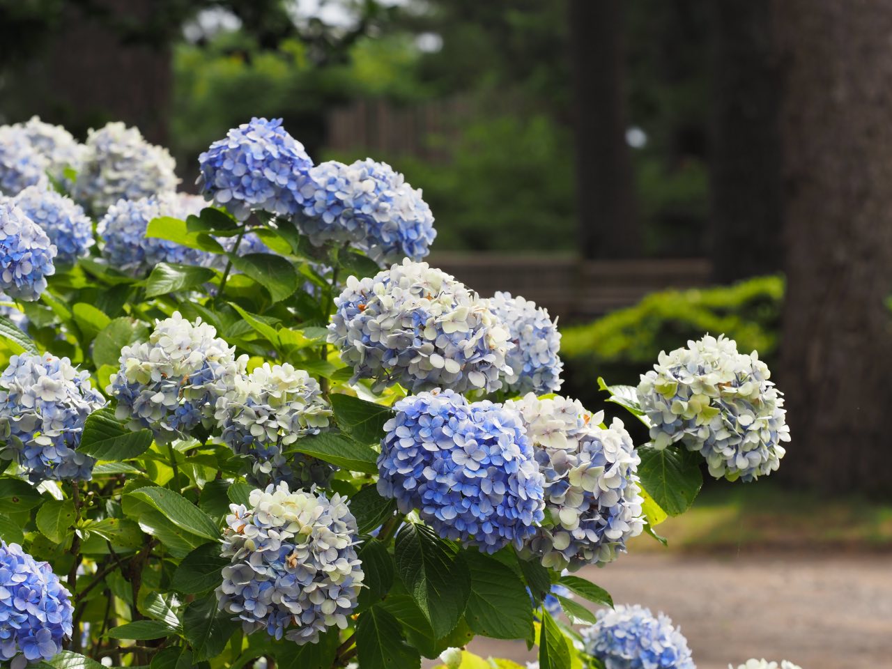 沼津御用邸記念公園の紫陽花