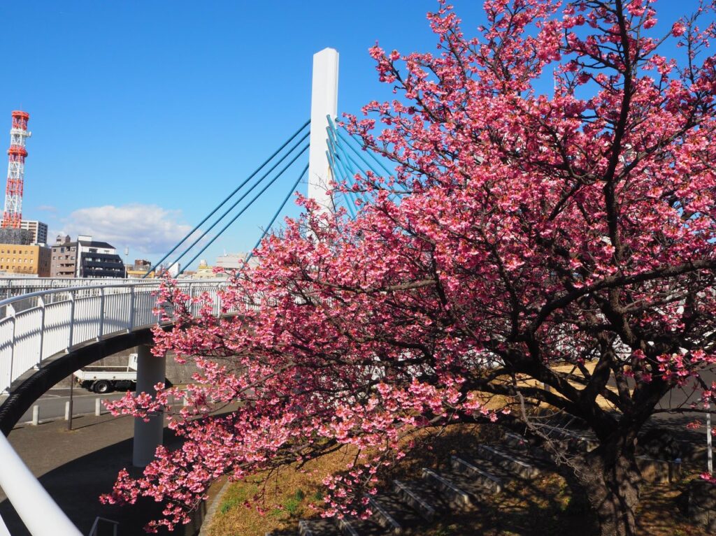 香貫公園の河津桜