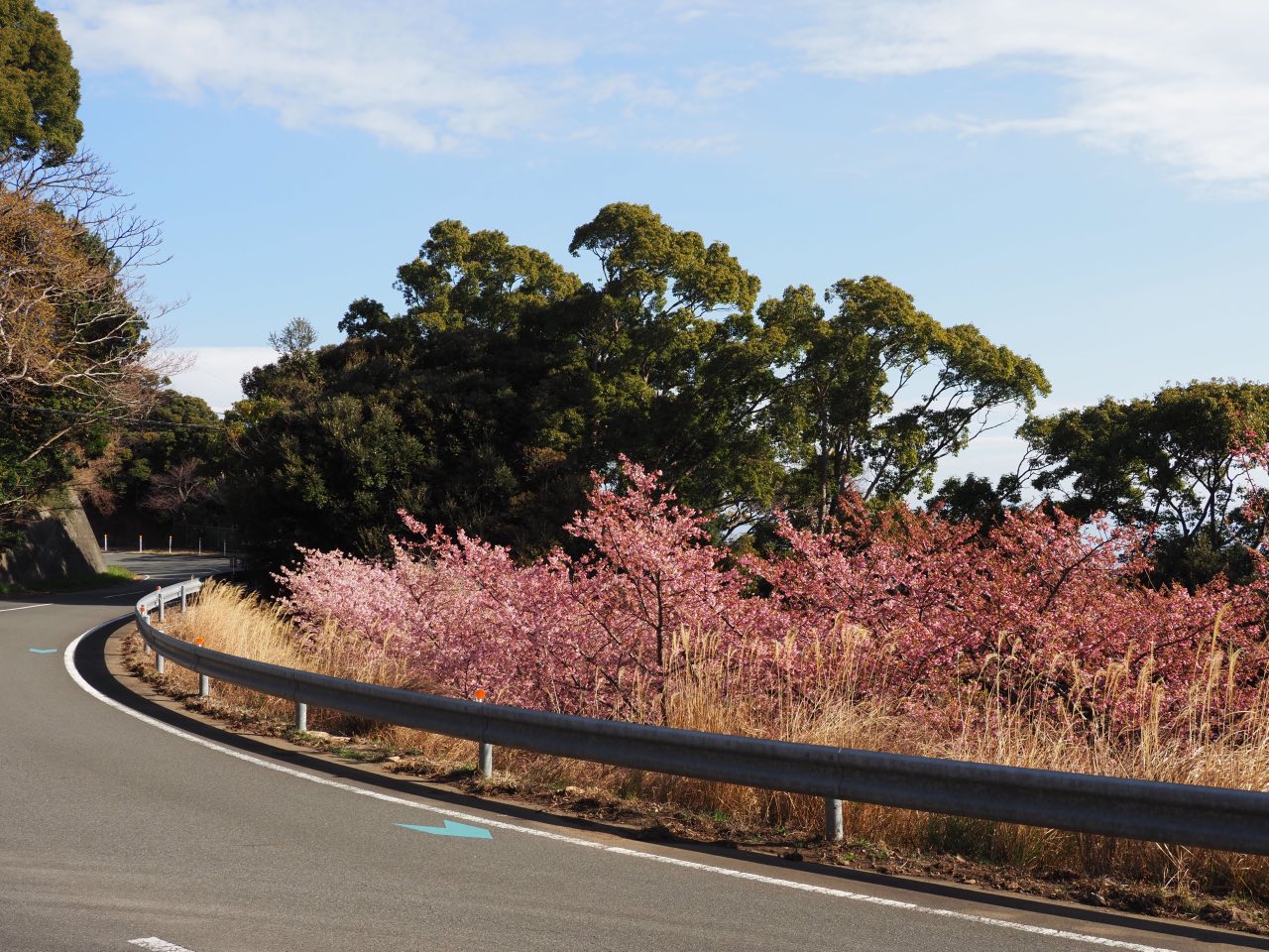 来ル海の河津桜