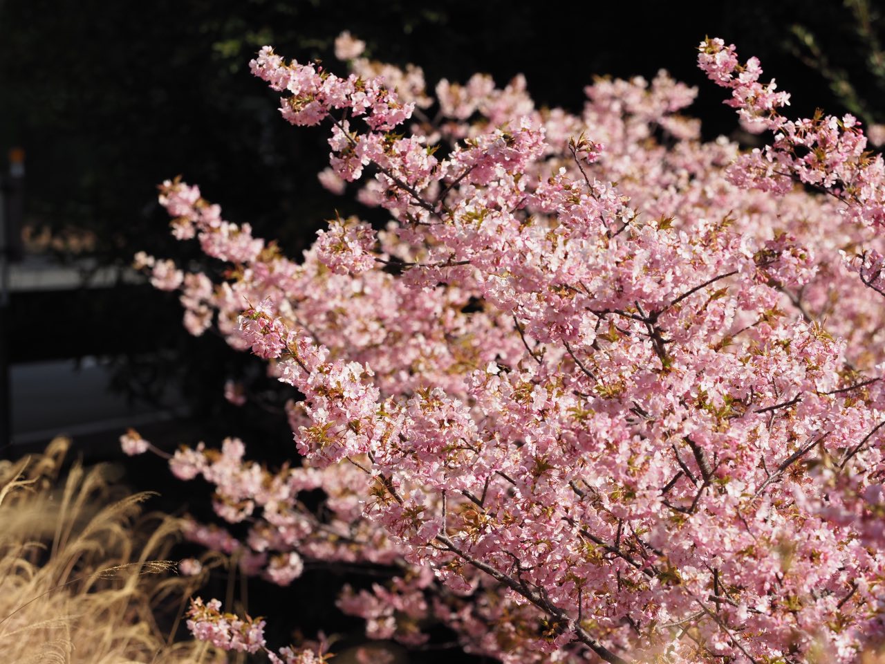 来ル海の河津桜