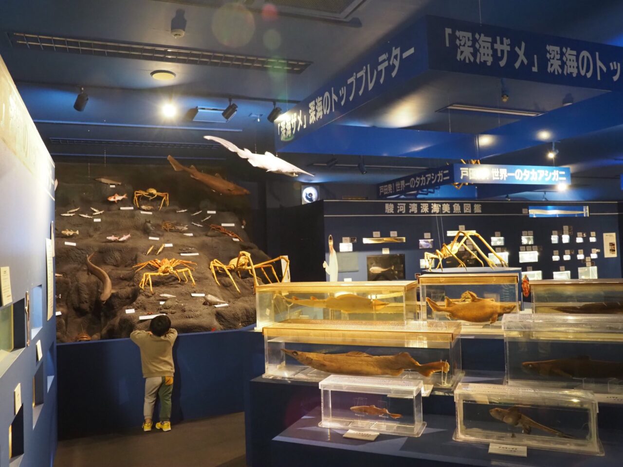 駿河湾深海生物館