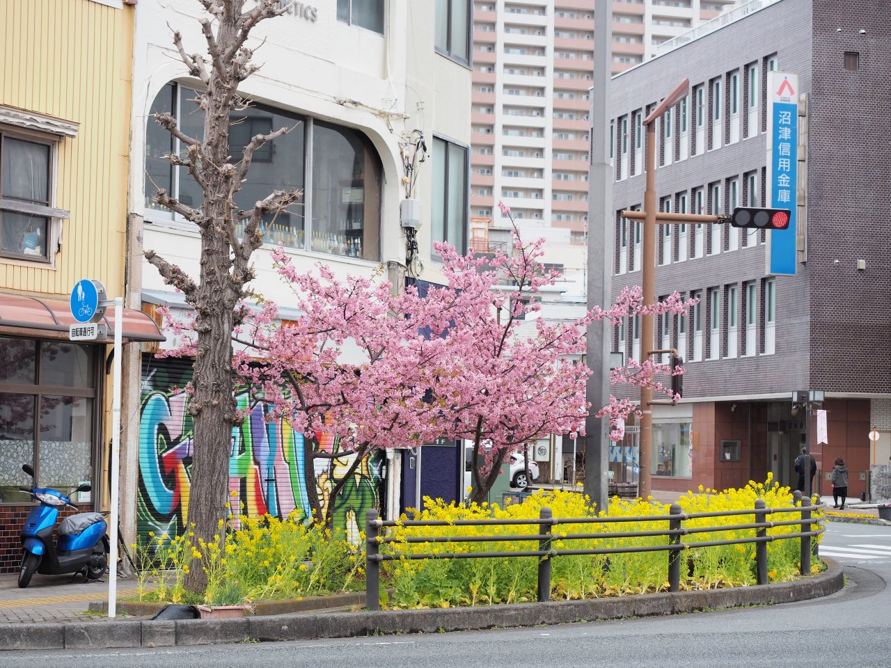 上本通商店街の桜