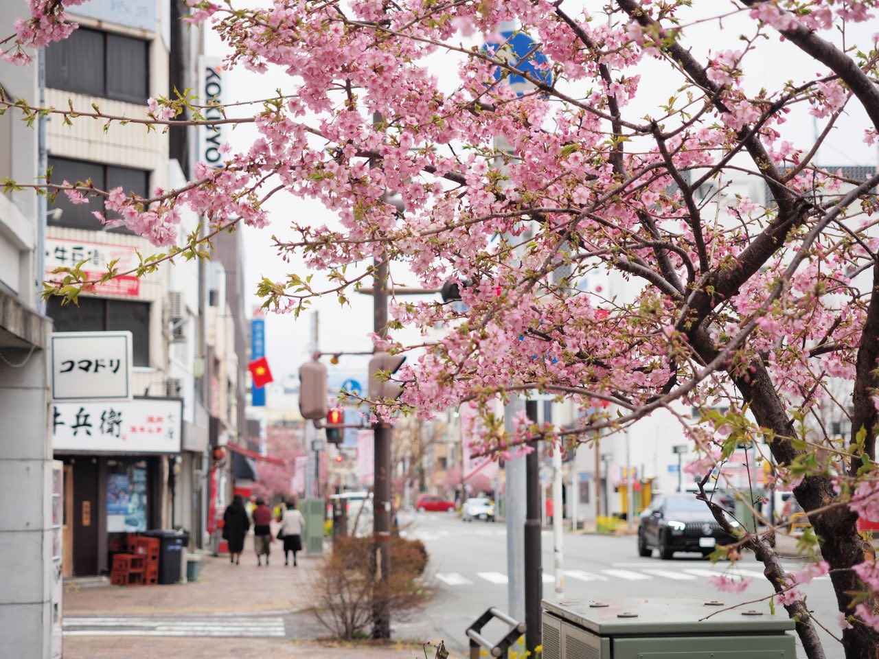 上本通商店街の桜