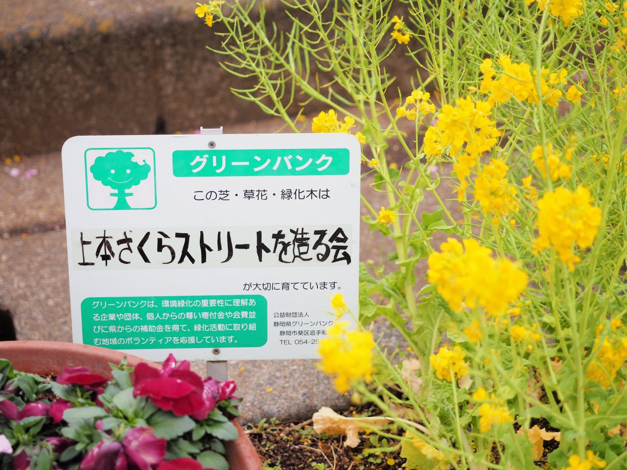 上本通商店街の桜