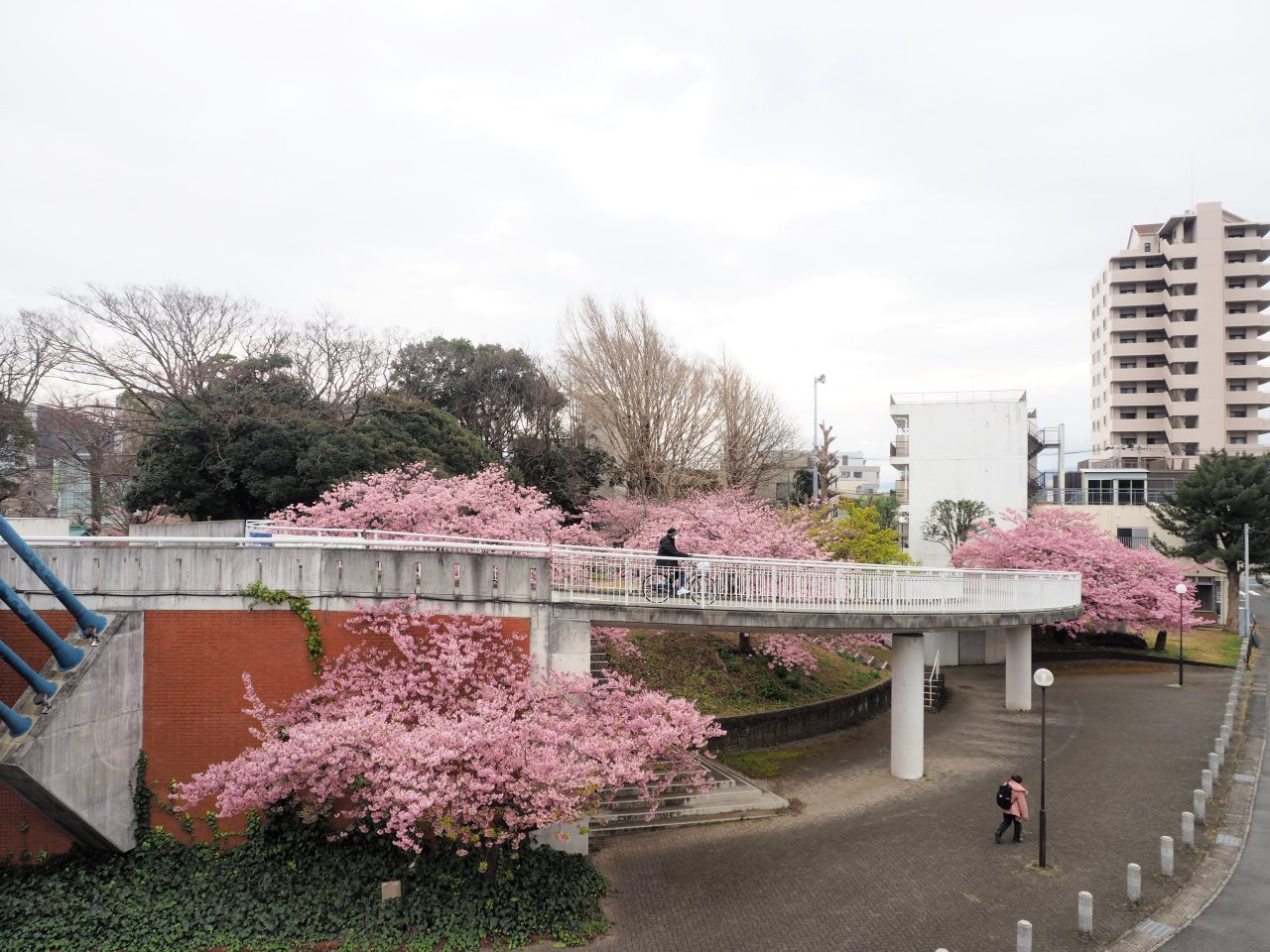 香貫公園の早咲き桜