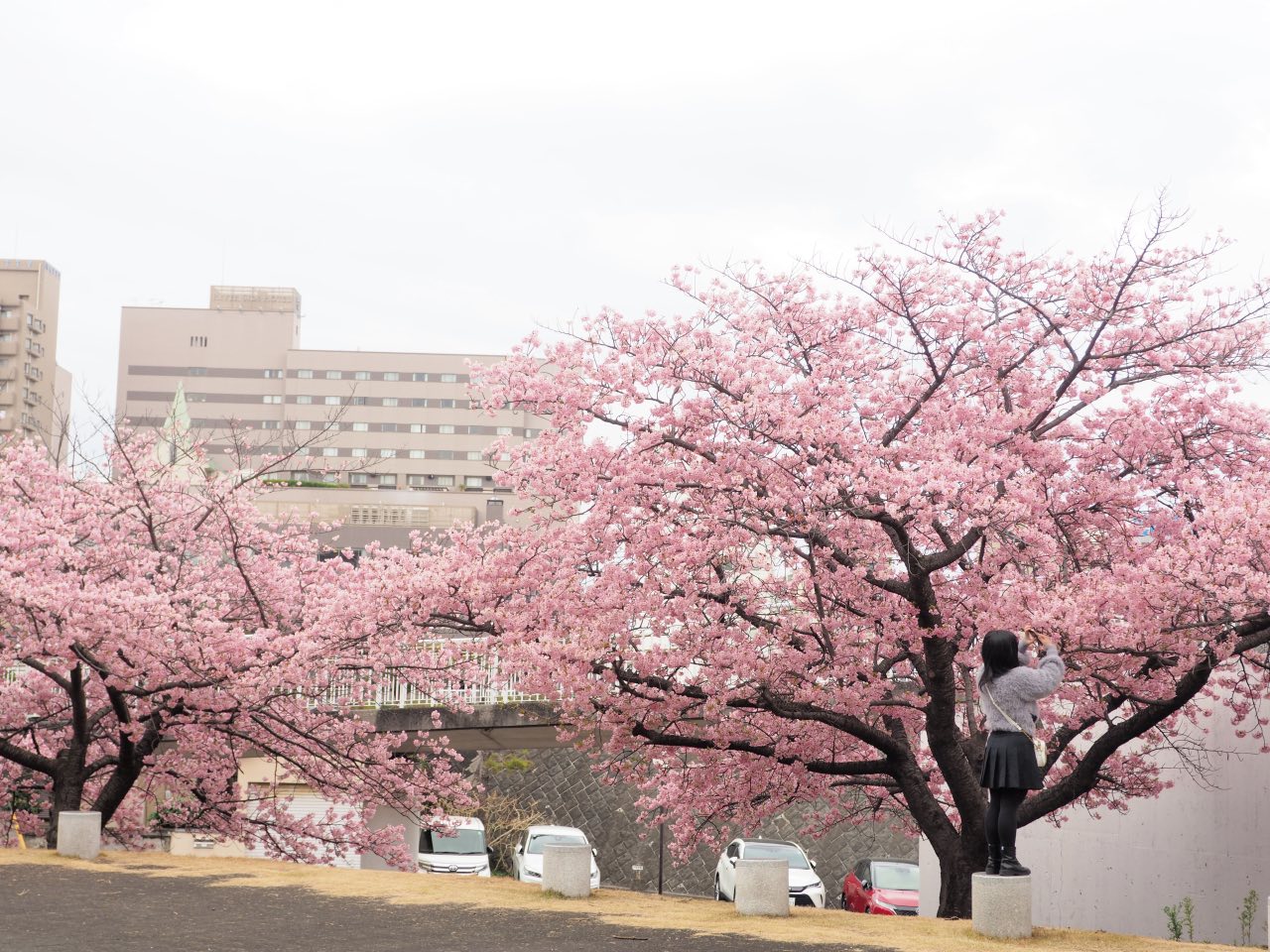 香貫公園の早咲き桜