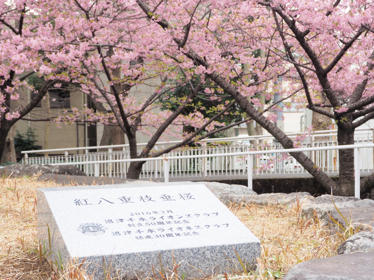 香貫公園の早咲き桜