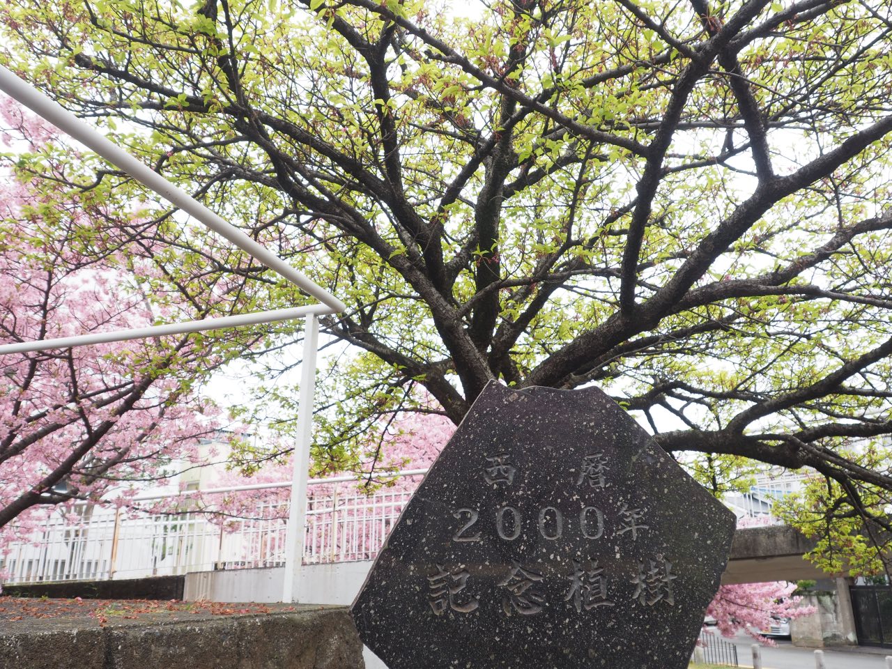 香貫公園の早咲き桜