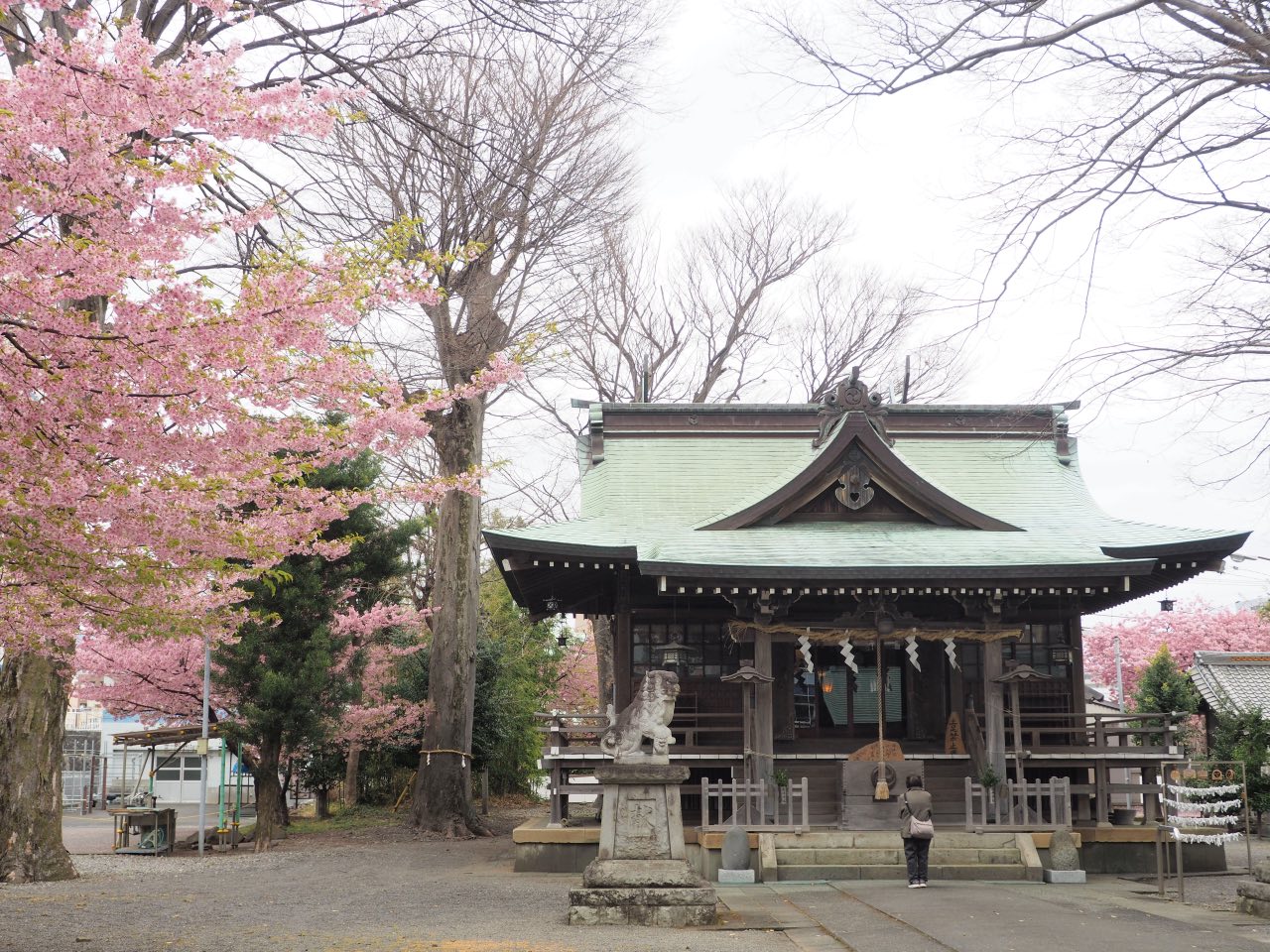 香貫公園の早咲き桜