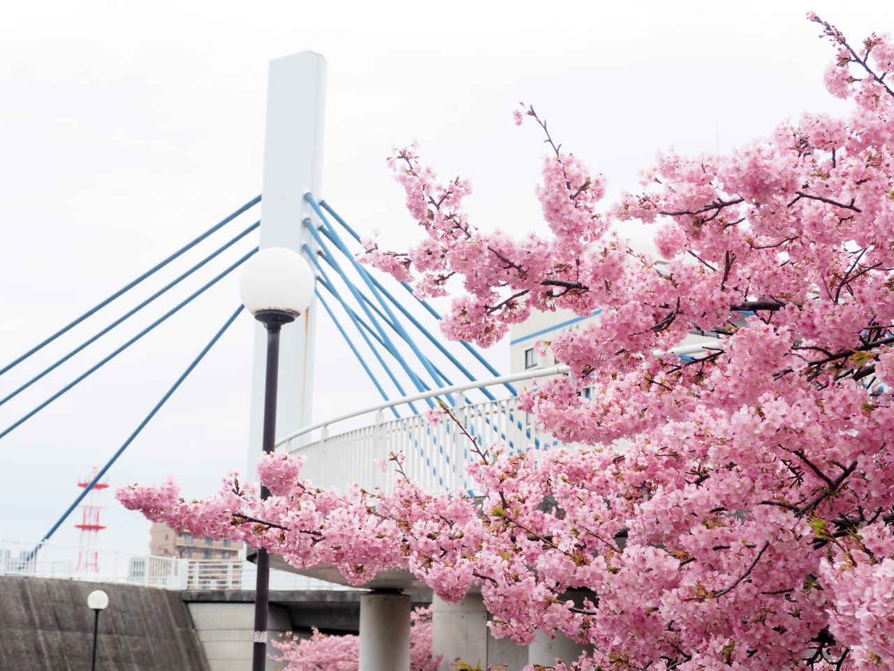 香貫公園の早咲き桜