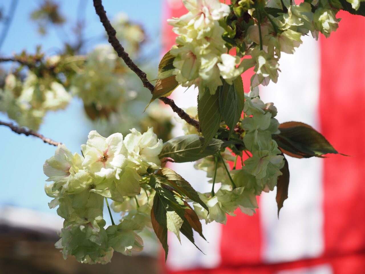 緑色の花を咲かせる八重桜の一種「御衣黄(ギョイコウ)」