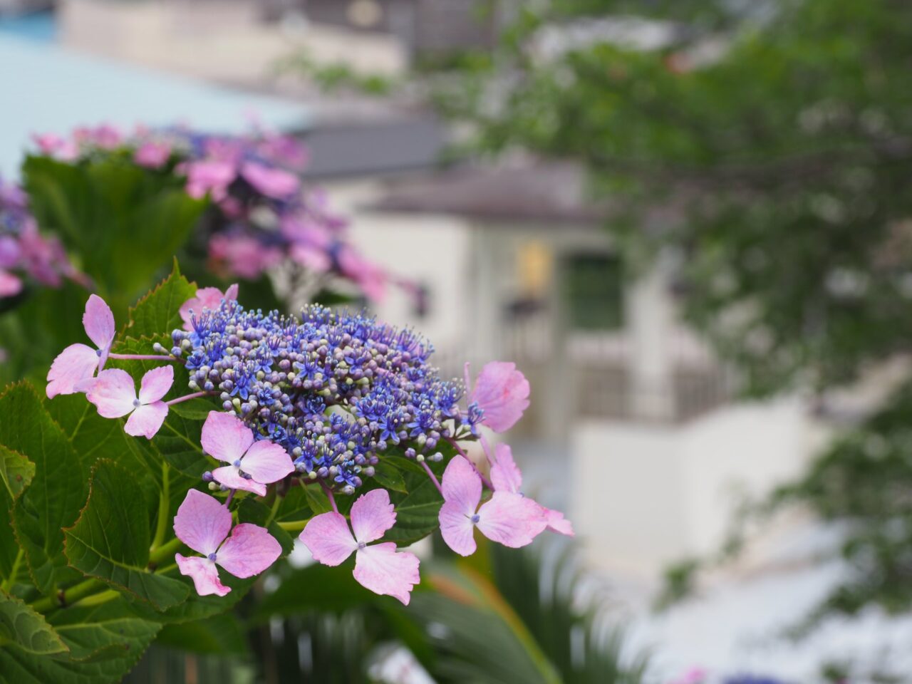 照江寺 紫陽花祭り
