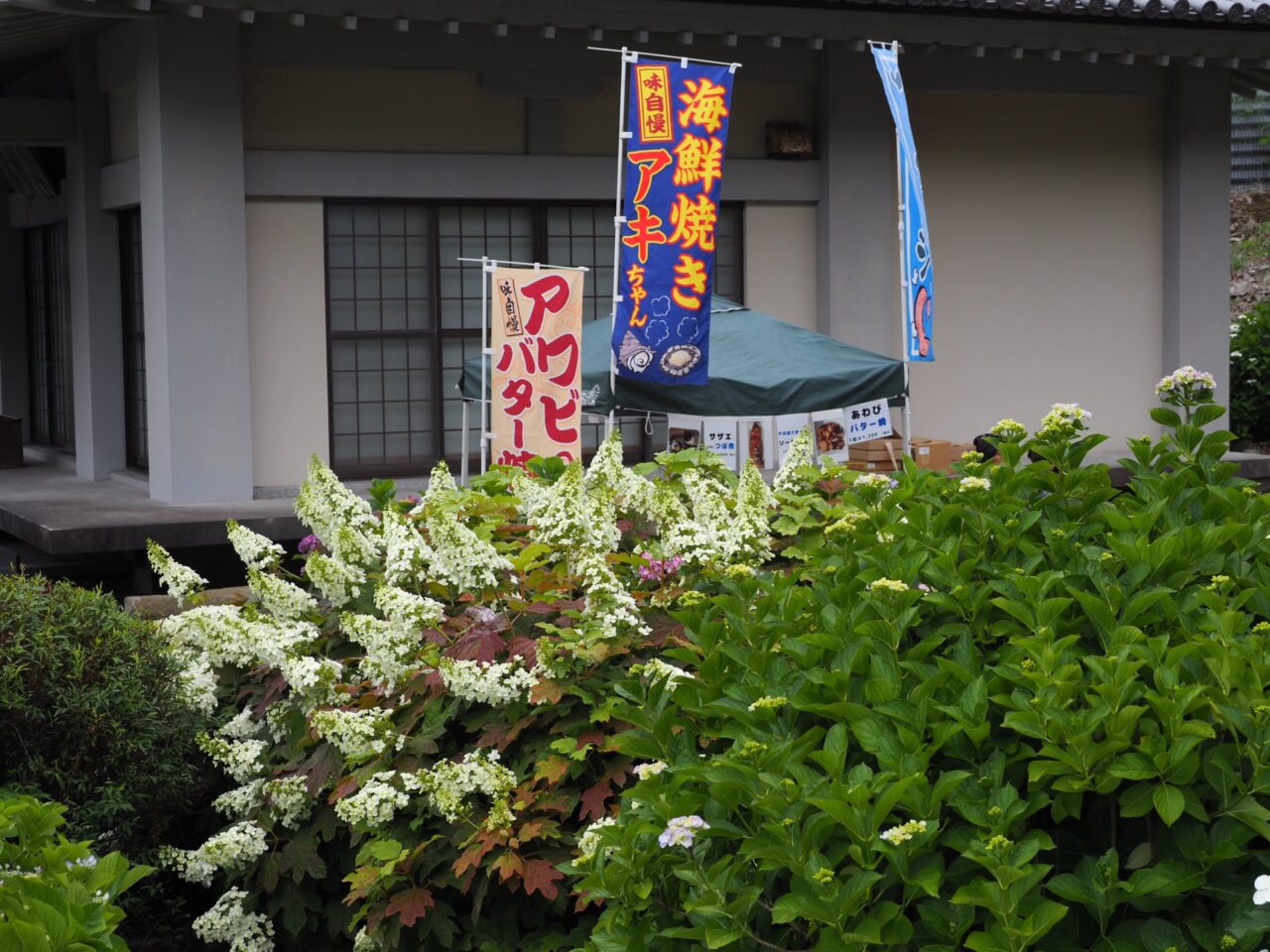 照江寺 紫陽花祭り