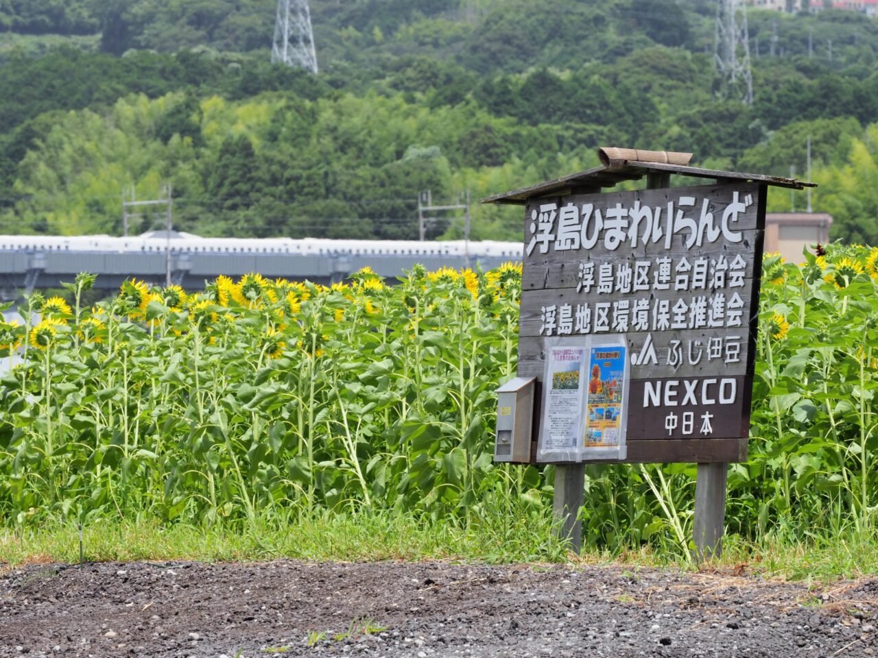 浮島ひまわりらんど