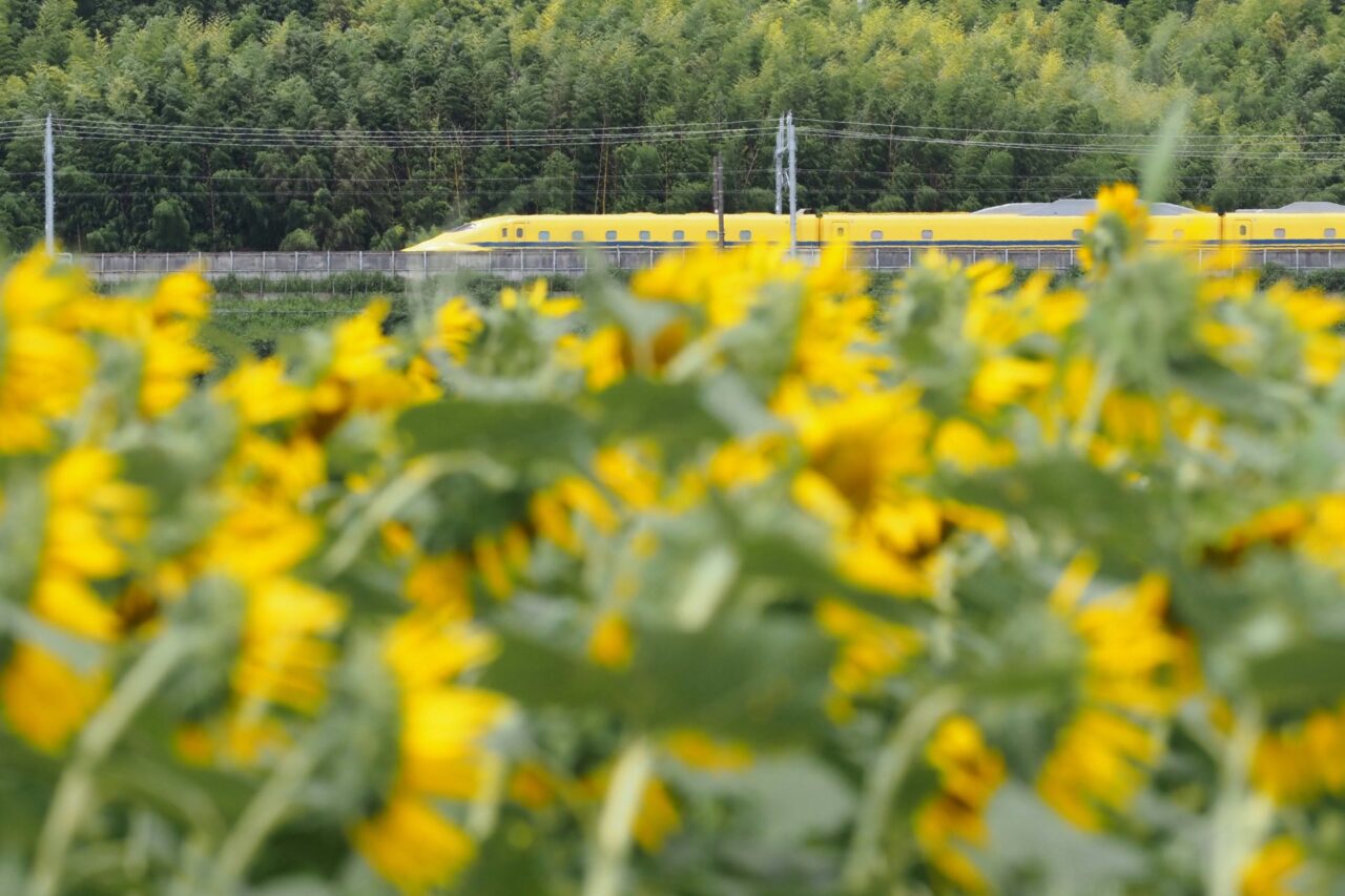浮島ひまわりらんど