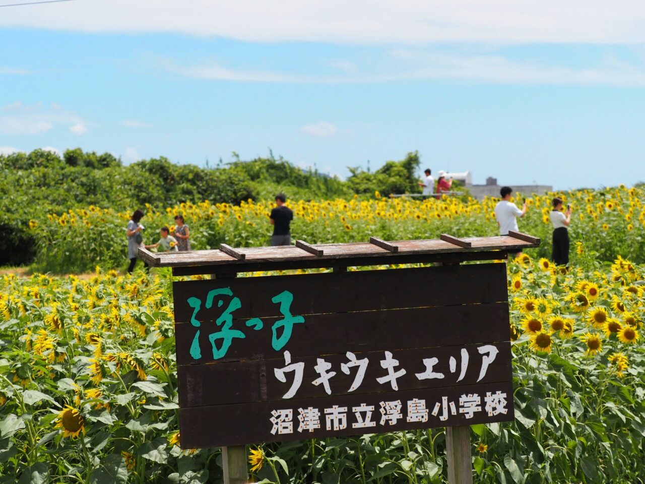 浮島ひまわりらんど