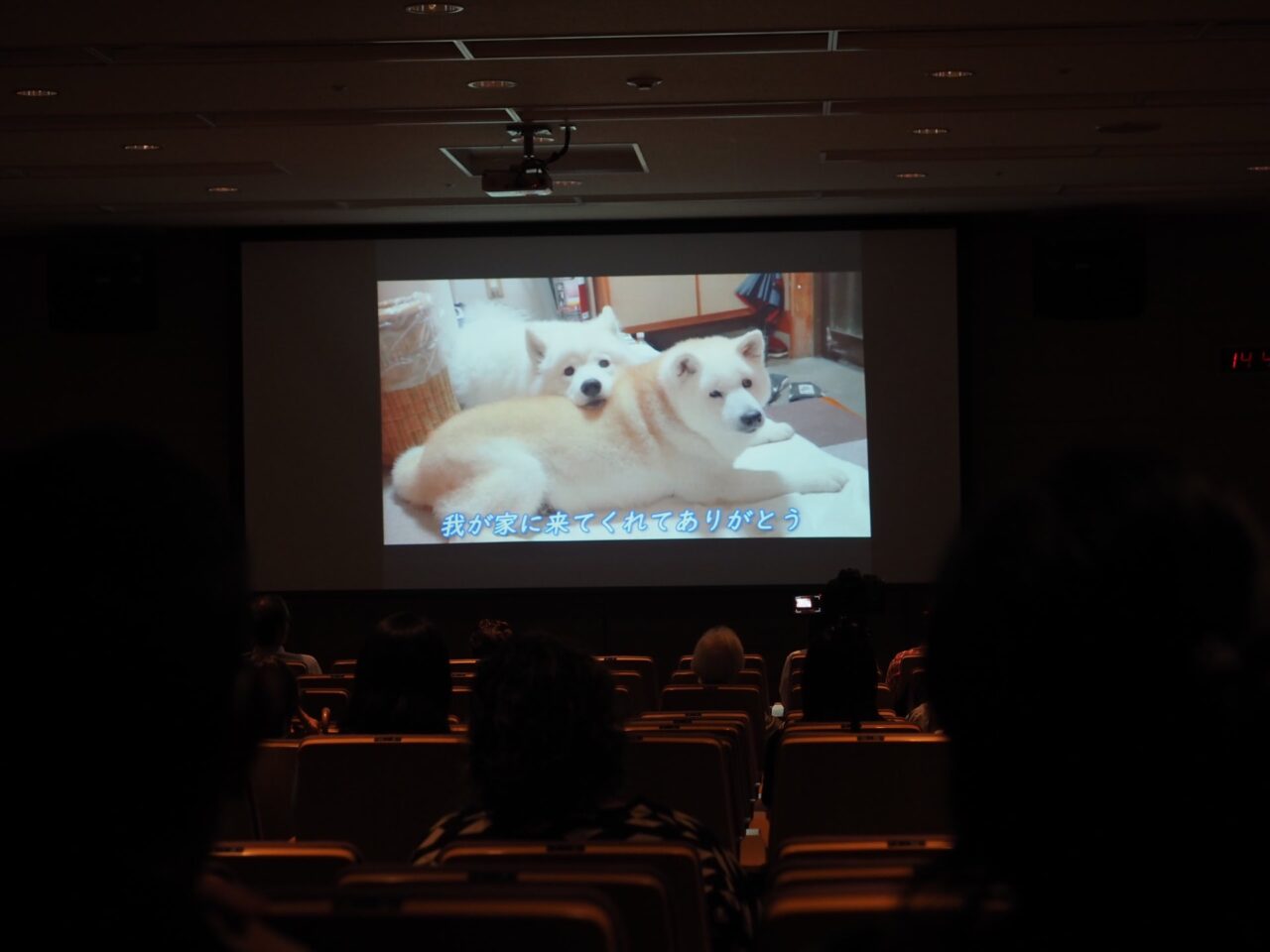 沼津市動物愛護講演会 しばわんこ生活